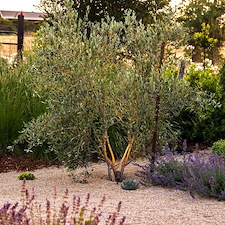 Mediterranean Sunset in Arroyo Grande, CA 6